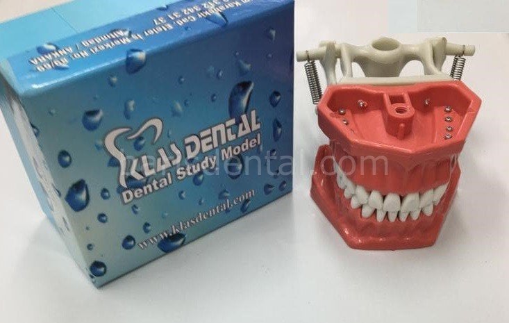 Klas Dental  Fantom Çene Modeli