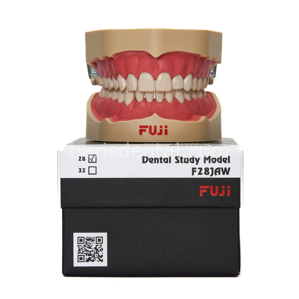 Fuji Fantom Çene Diş etli- 28lik