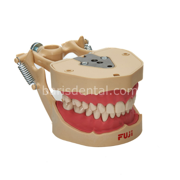 Fuji Fantom Çene Diş etli- 28lik