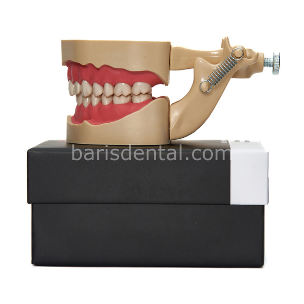 Fuji Fantom Çene Diş etli- 28lik