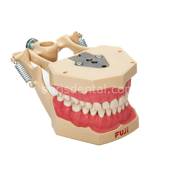 Fuji Fantom Çene Diş etli- 32 lik