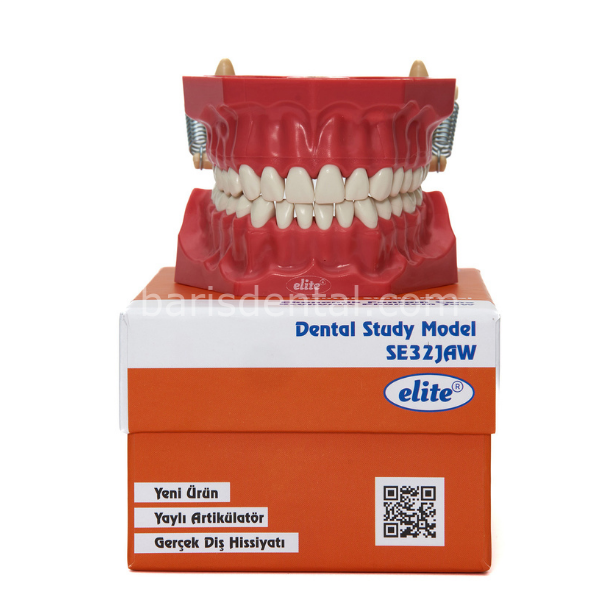Elite Diş Etsiz Fantom 32 li Çene Modeli