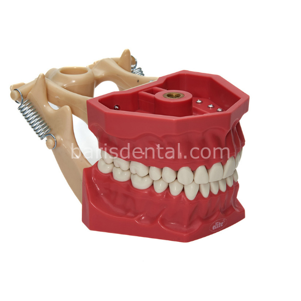 Elite Diş Etsiz Fantom 32 li Çene Modeli