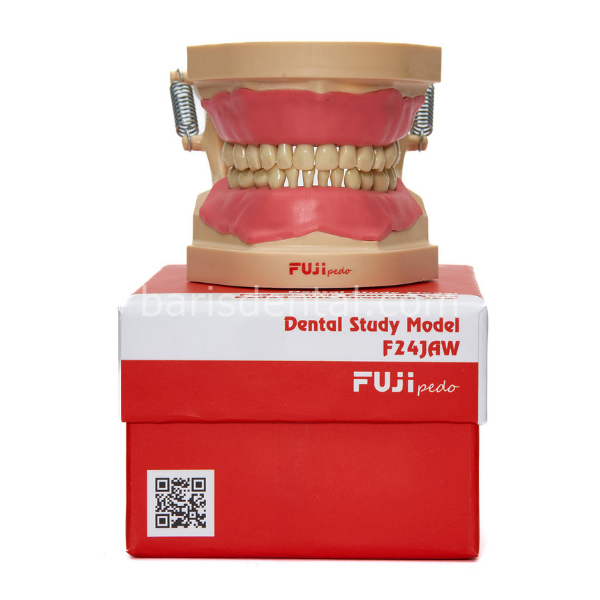 Fuji Pedo Pedodontik Fantom Çene Modeli 24 lü