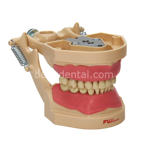 Fuji Pedo Pedodontik Fantom Çene Modeli 24 lü