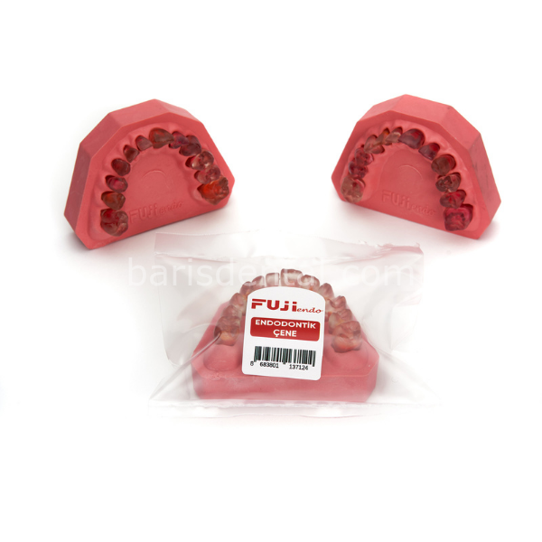 Fuji Endodontik Fantom Çene (Şeffaf Dişli)