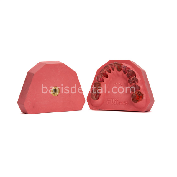 Fuji Endodontik Fantom Çene (Şeffaf Dişli)