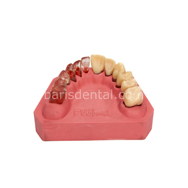 Fuji Endodontik Fantom Çene Yarı Şeffaf Yarı Kronlu