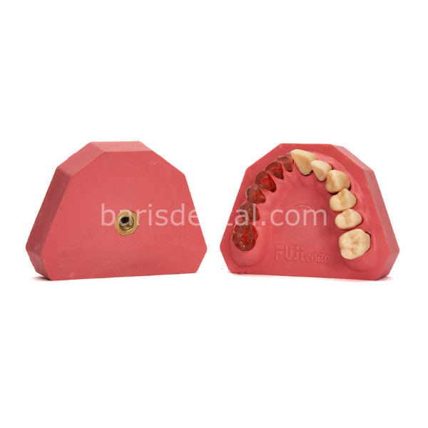 Fuji Endodontik Fantom Çene Yarı Şeffaf Yarı Kronlu