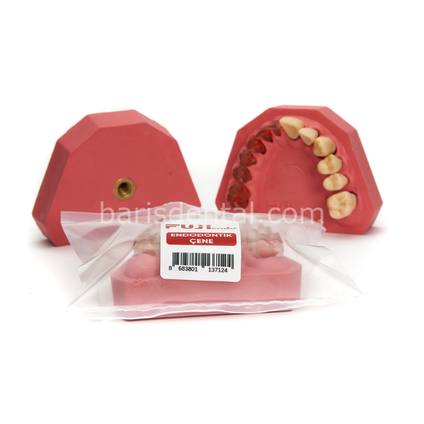 Fuji Endodontik Fantom Çene Yarı Şeffaf Yarı Kronlu