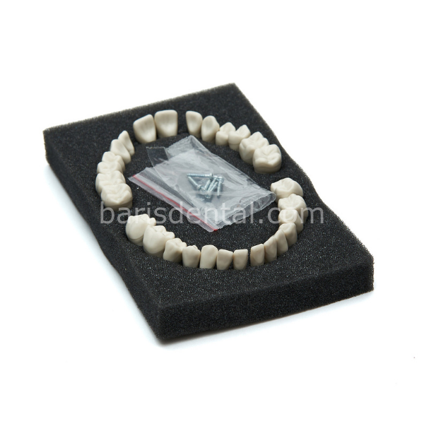 Fuji Fantom Çene Diş Yedekleri 28 Lik Ekonomik Paket