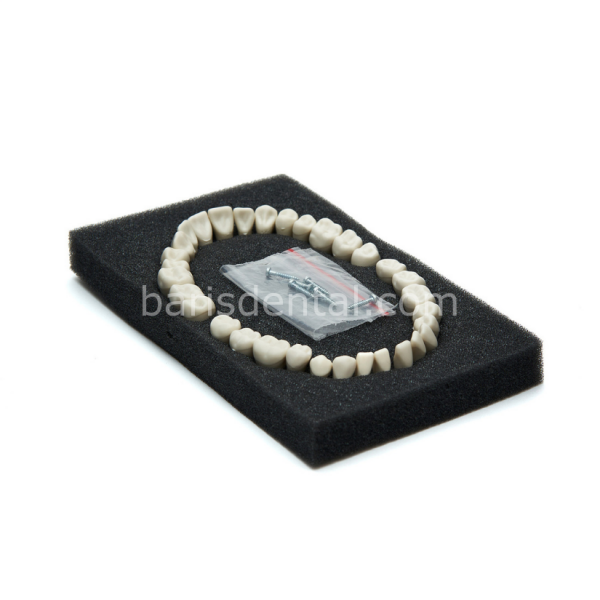 Elite Diş Etsiz Fantom Çene Diş Yedekleri 32 lik