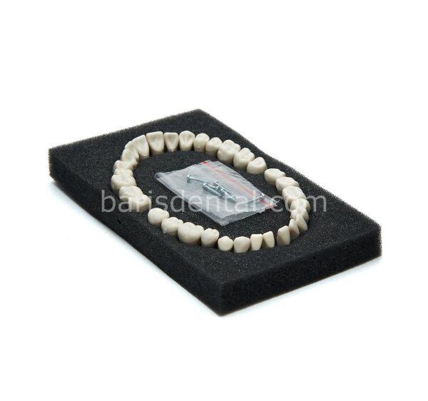 Fuji Fantom Diş Etli Çene 28 lik + Yedek Diş Seti 28 lik