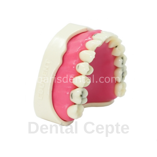 Edudent RestoPrep  Tek Çene Modeli