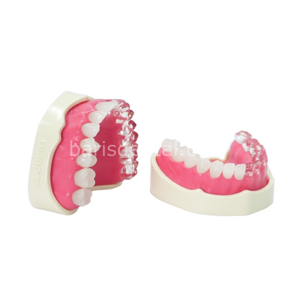 Edudent EndoPrep Alt ve Üst Çene (Dişlerin Yarısı Opak)