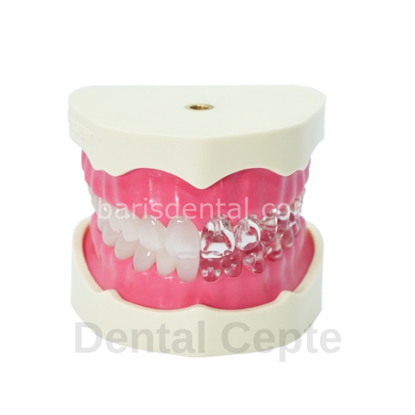 Edudent EndoPrep Alt ve Üst Çene (Dişlerin Yarısı Opak)