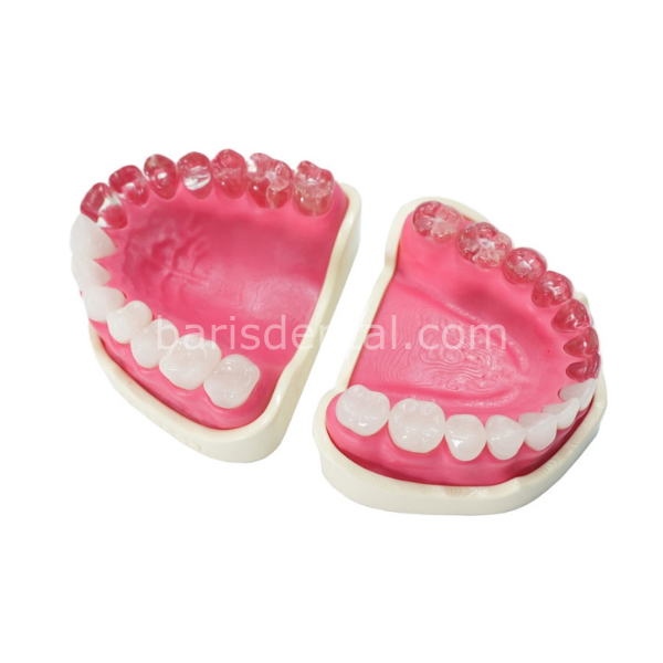 Edudent EndoPrep Alt ve Üst Çene (Dişlerin Yarısı Opak)