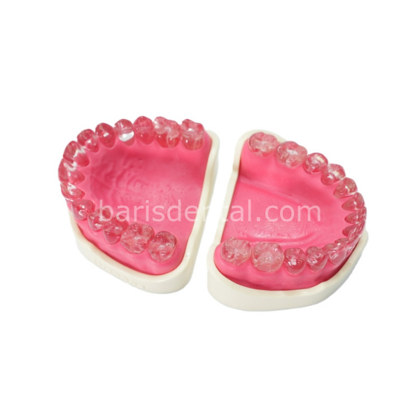 Edudent Endoprep Alt Üst Çene Modeli