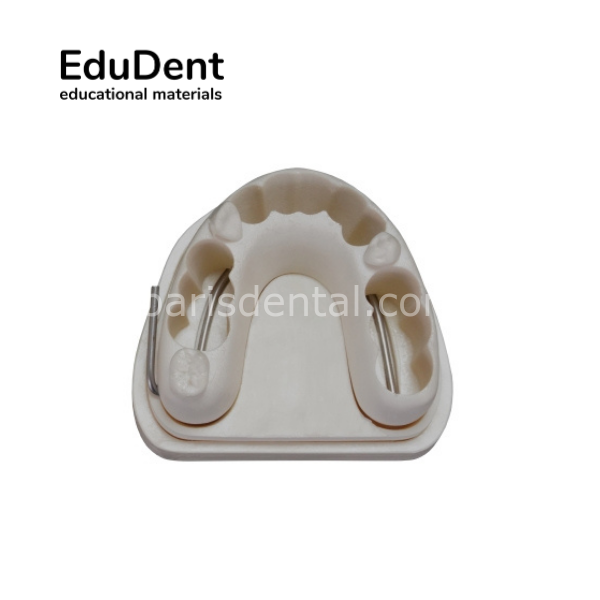 Edudent Real Endo - Alt Çene