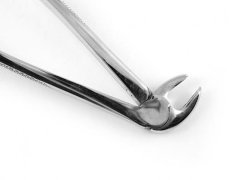 ALT BÜYÜK AZI DAVYE