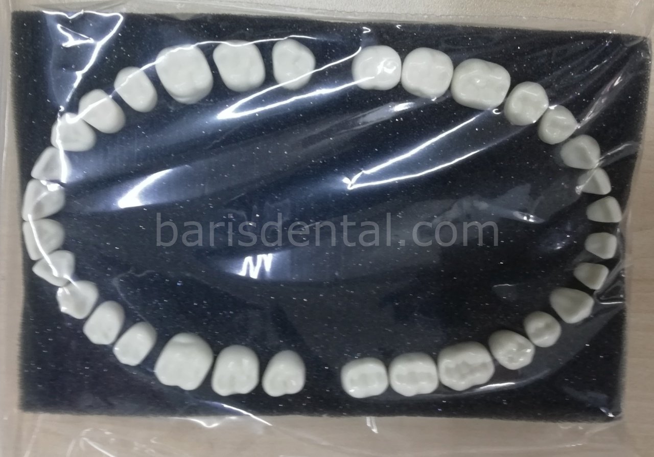 Fantom Çene Yedek Dişleri