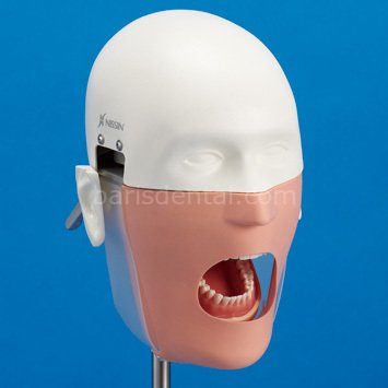 Nissin Kafa |NİSSİN DENTAL | ÇENE-DİŞ-EĞİTİM MODELLERİ | nissin