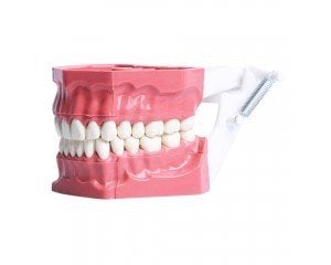 Fantom Çene - Adana Çene Modeli