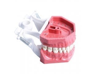 Fantom Çene - Adana Çene Modeli