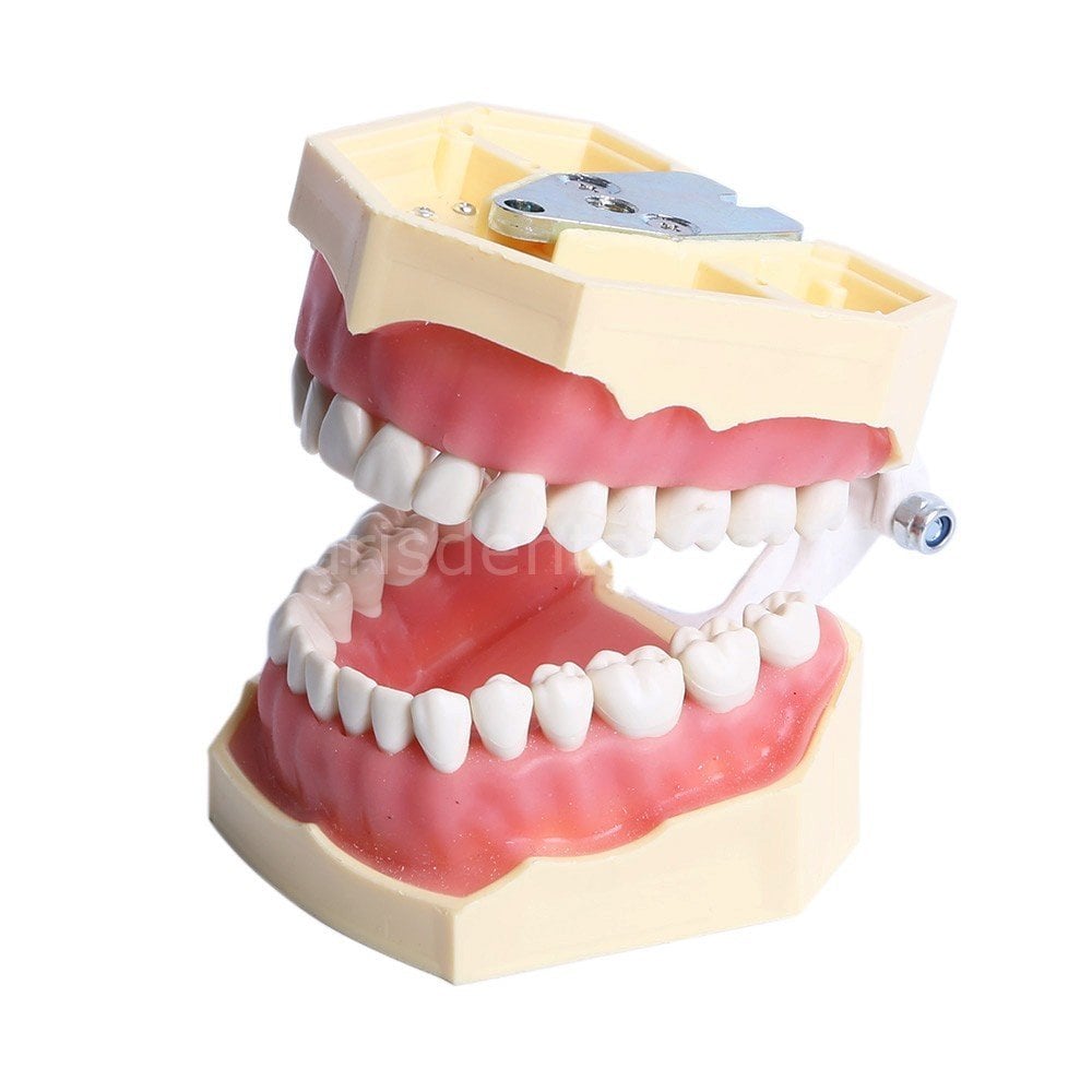 Fantom Uyumlu Çene Modeli / Diş Etli