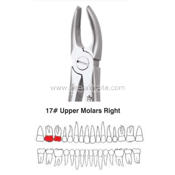 Perfect Üst Molar Sağ Kök Davyesi Fig.17