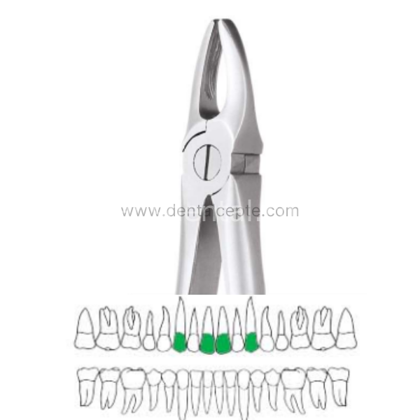 Perfect Üst  Anterior Davye (Ön Bölge ) Fig.066